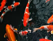 Pond Fish at Lee Lane Pets, Horwich, Bolton
