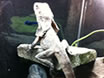 Reptiles at Lee Lane Pets