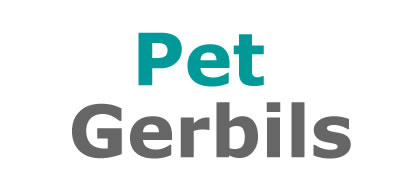 Gerbils at Lee Lane Pets, Horwich, Bolton