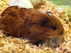 Guinea pigs at Lee Lane Pets