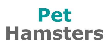 Baby Hamsters from Lee Lane Pets, Horwich, Bolton