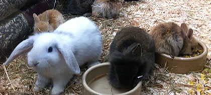 Opening times at lee lane pet shop